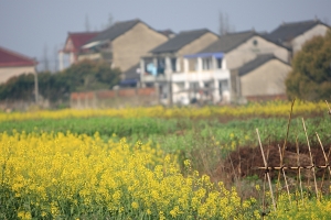 上海紫江花園拈花惹草記
