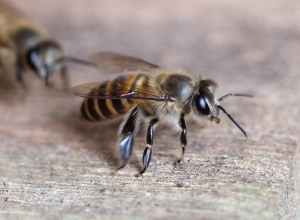 新手微距新世界