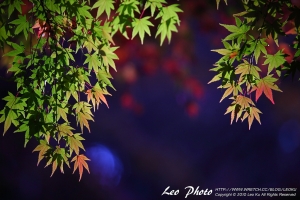 2010 福壽楓情 and 108K By Leo