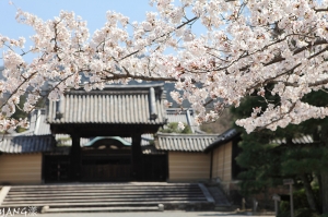 京都-隨心院、勧修寺