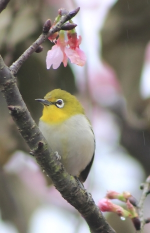 為了分數--幹一次偷拍--