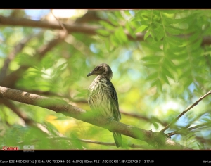菲律賓輝掠鳥