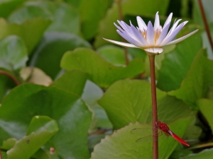 再來135L蜻蜓寫真