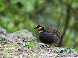 EF 400mm F5.6-台灣山鷓鴣