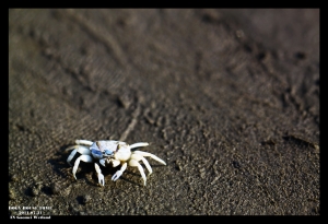 沒出大景的高美濕地（新手第一次發圖）
