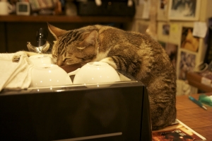 睡~~~(內有附"奶"喔)