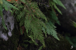 碧潭‧林間漫步