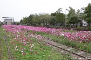 波斯菊