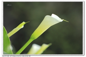 陽明山海竽--請多指教--謝謝.