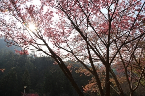 武陵農場照片分享