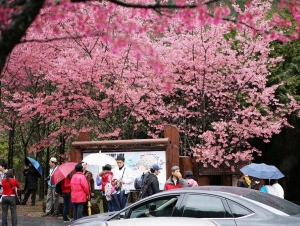 武陵農場 櫻花祭