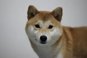 我家的美柴與美兔