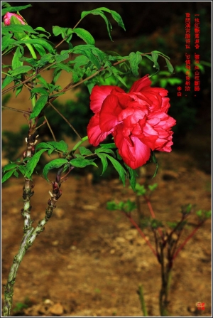 台中Wang~~花中王者.....牡丹..(花.葉.枝幹)