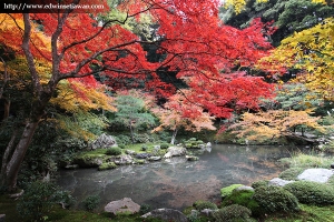 Autumn Trip to Japan