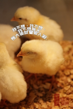 「我不想長大」