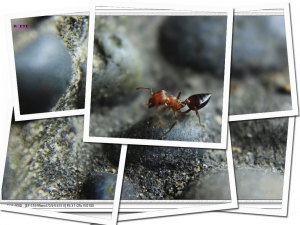 這一篇也沒有櫻花--微距攝影--再請指教--謝謝--