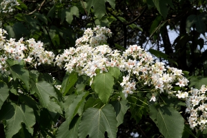 寶山水庫 油桐花