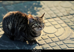 流浪猫一组，奉上意识流2张~