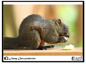 有拍就PO~草木蟲生~~好攝客之生態隨拍(13)