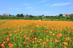 2011.06三芝~淺水灣 花海 與夕陽!! 多圖