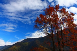 點綴在新中橫的楓紅