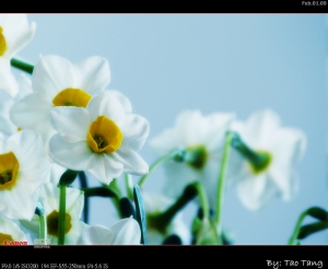 水仙花