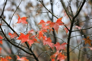 雨季不再來一(菁桐)