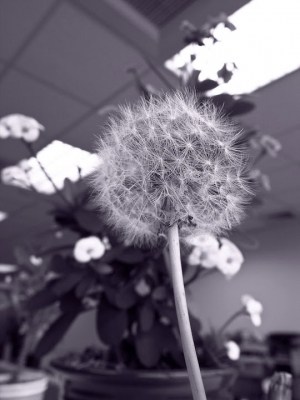 是脆弱還是堅韌