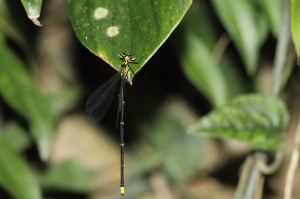 黃尾琵蟌Coeliccia flavicauda flavicauda Ris, 1912