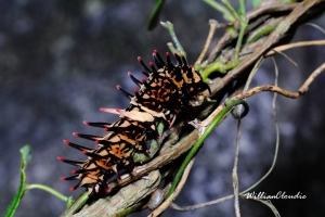 生態隨拍-14 大紅紋鳳蝶