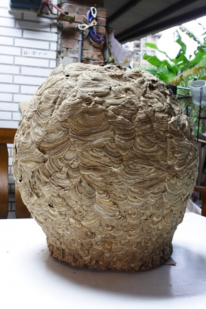 這是什麼？