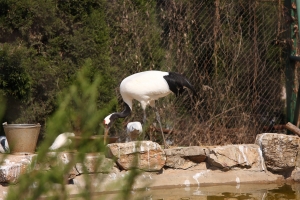 南京紅山森林動物園