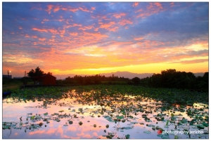 燒很大-荷池畔晨曦