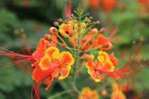 拿著24LⅡ拍花草