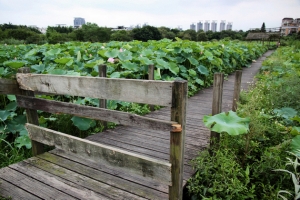 新店台大農場荷花