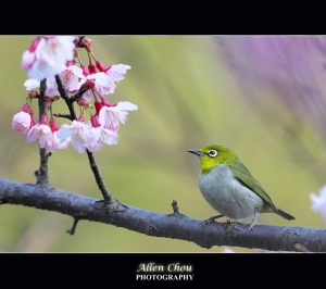 鳥語 花香 春意濃