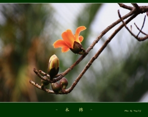 台中Wang~~幾張花.....木棉..洋蹄甲..草花 (12+4)
