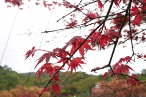 台北楓紅了