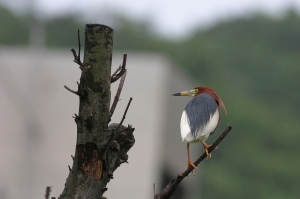回首來時鷺───池鷺 Ardeola bacchus