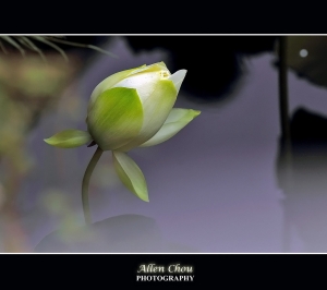 為荷而拍？為荷忙？