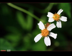 牛伯伯生態隨拍with sigma 180mm marco