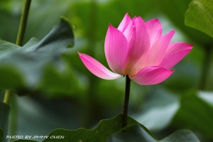 拍荷賞蝶湊熱鬧-BY好攝客