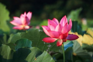 永遠安康 荷包滿滿