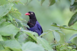 台中也有台灣藍鵲