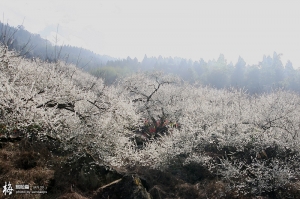 南投烏松崙‧賞梅