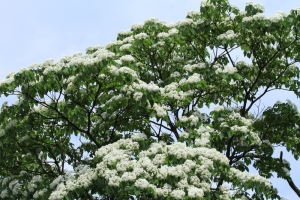 夏雪