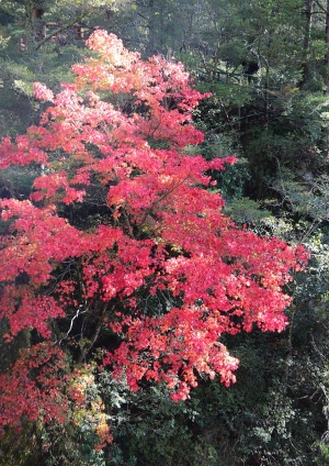 武陵~福壽山的旅遊隨拍(一)
