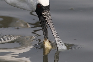 垂死前,媽媽的努力...