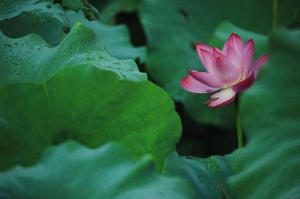 100年﹤荷﹥最終版