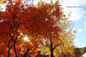 韓國--與女王一起 追楓 追銀杏 追美食